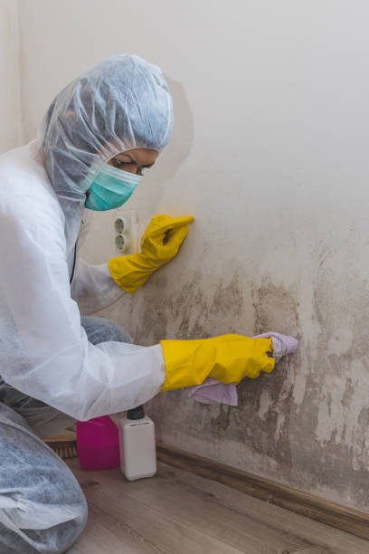 Best Mold Odor Removal Services  in Crestwood Village, NJ